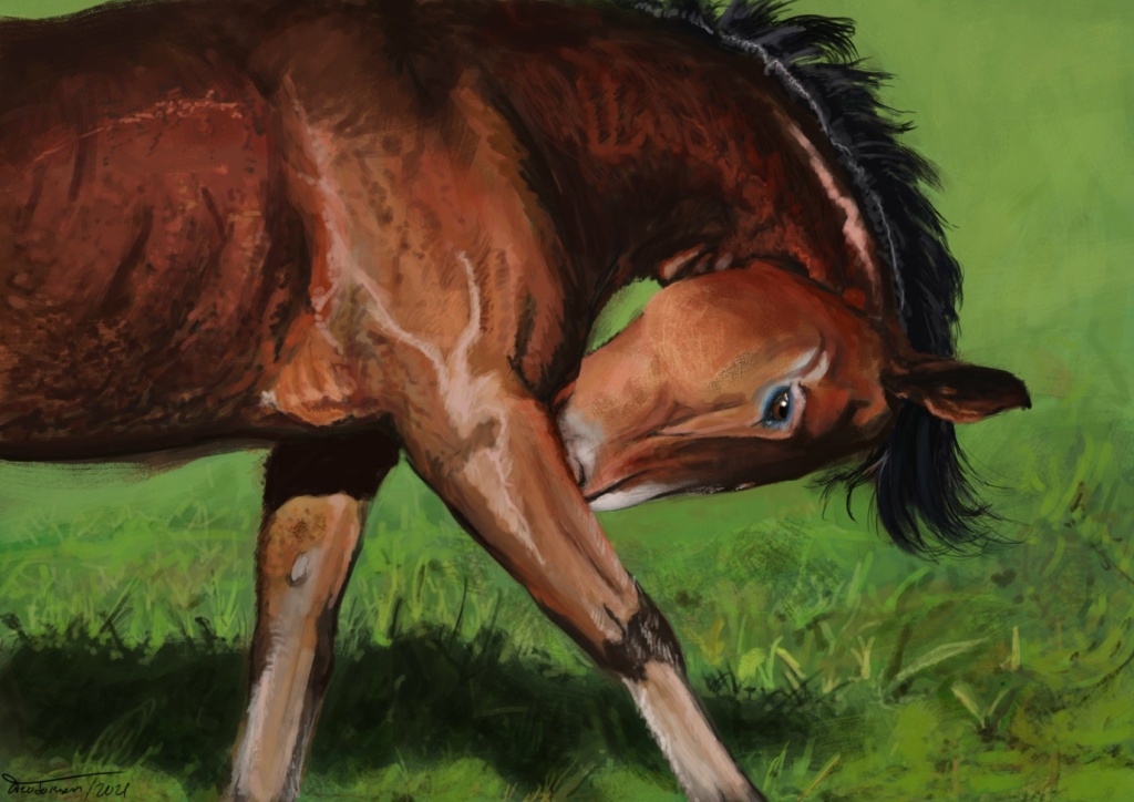 Drawing of a young horse in a field v2