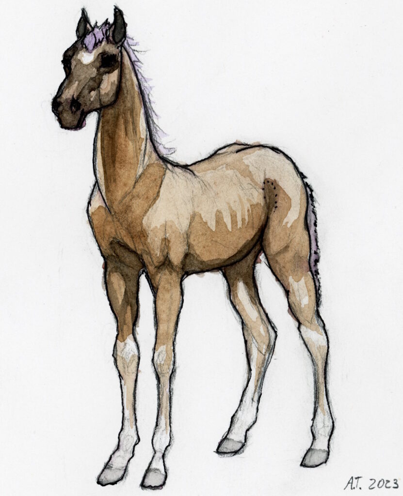 Watercolor drawing of a young horse