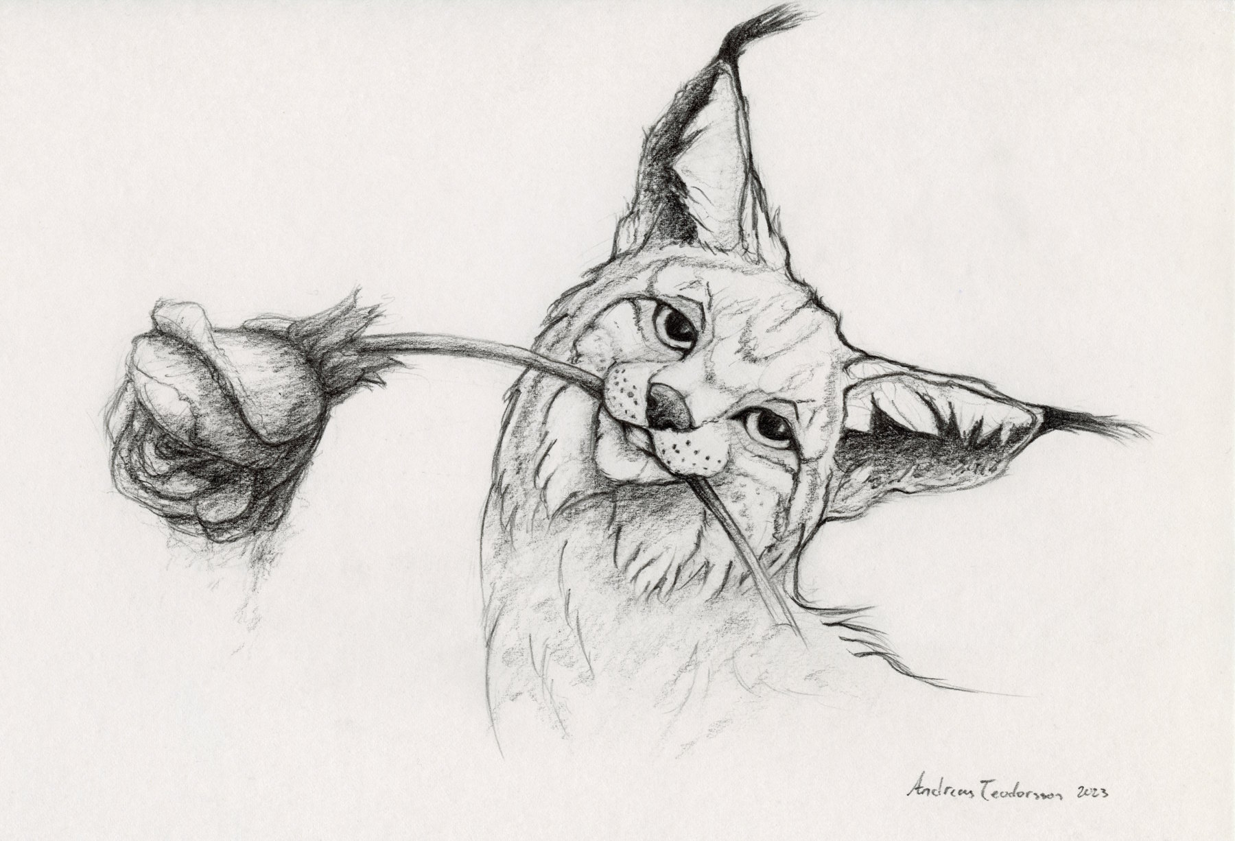 A pencil drawing of a lynx holding a rose in its mouth